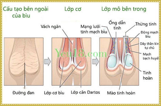 Cấu tạo của tinh hoàn