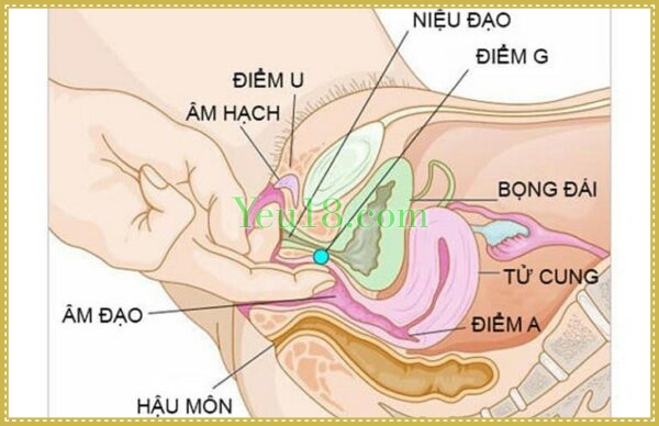 Vị trí điểm G