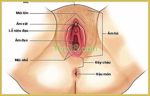 Cấu tạo âm đạo bên ngoài
