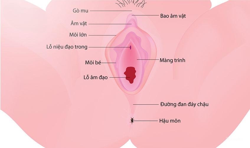 Mất trinh khi tự sướng: cần biết những điều gì? 1 Mất trinh là gì ?
